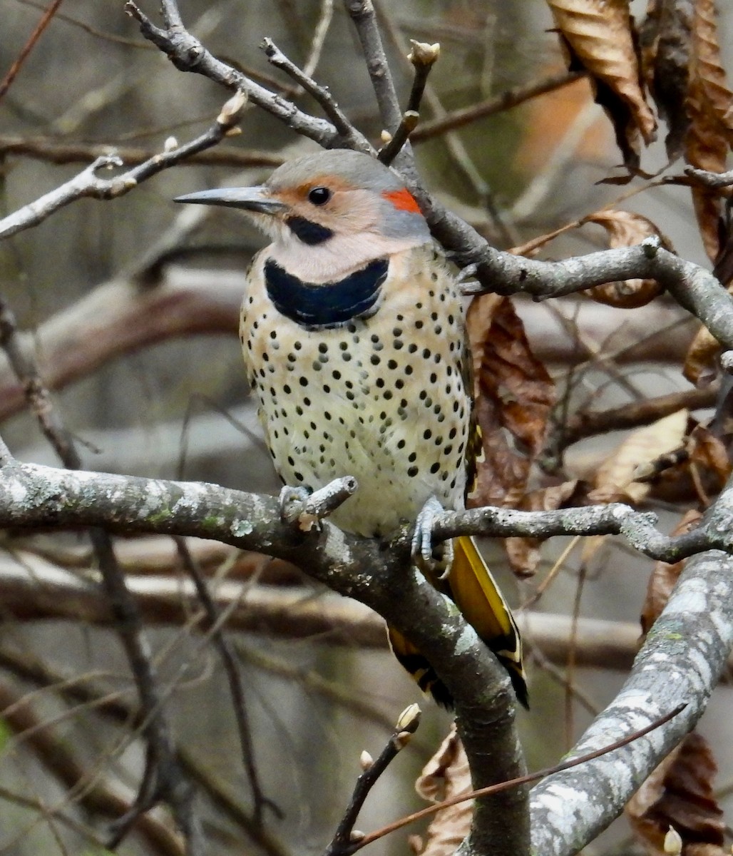 datel zlatý (ssp. auratus/luteus) - ML645695157