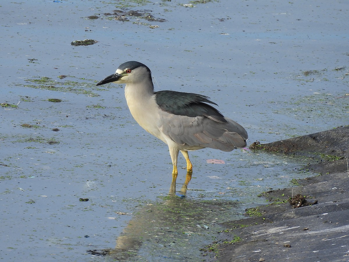 Black-crowned Night Heron - ML645695160