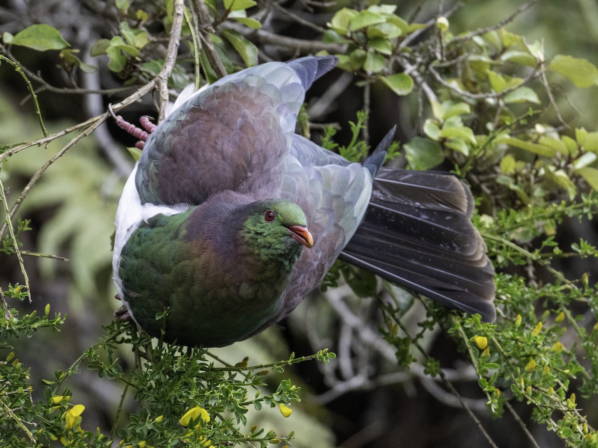 New Zealand Pigeon - ML645695170
