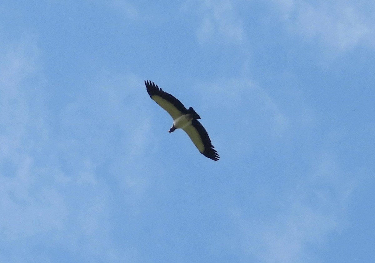 kondor královský - ML645695178