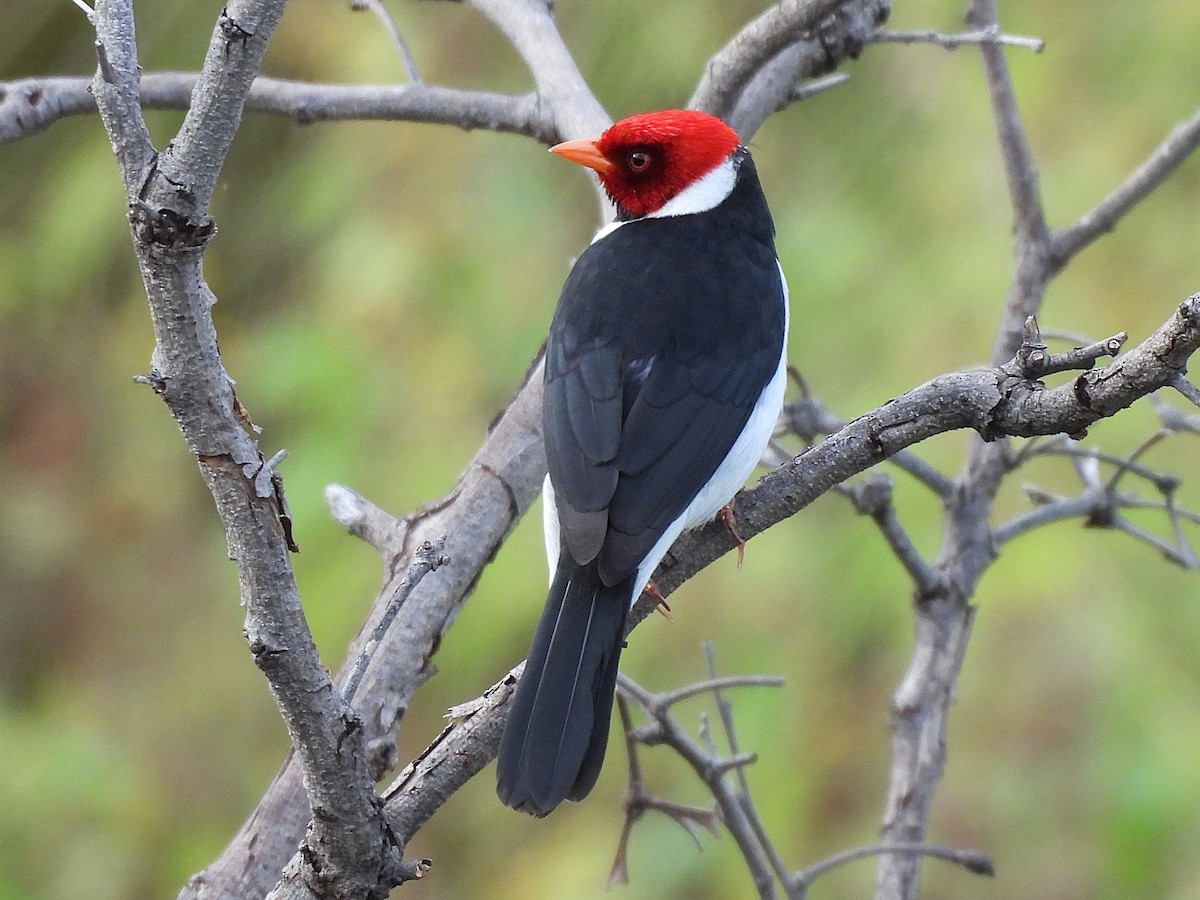 Yellow-billed Cardinal - ML645695179