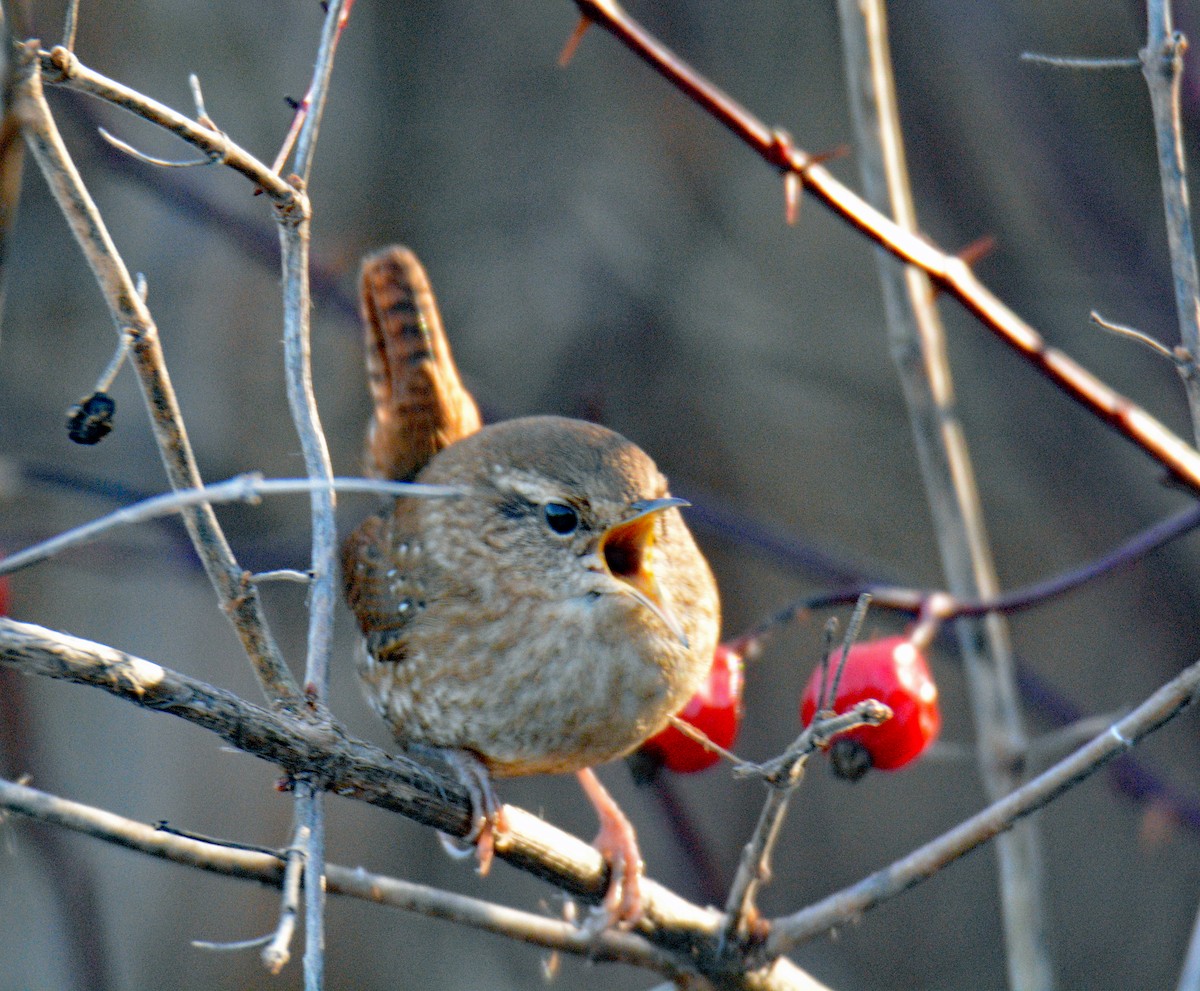 Winter Wren - ML645695180