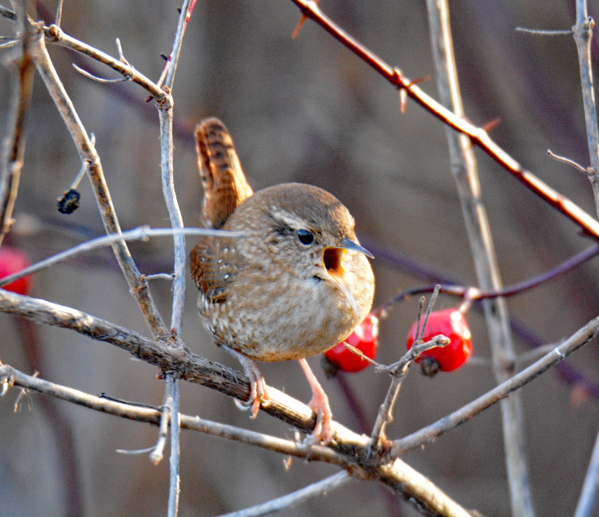 Winter Wren - ML645695181