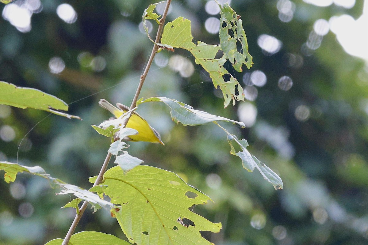 budníček šedohlavý - ML645695189