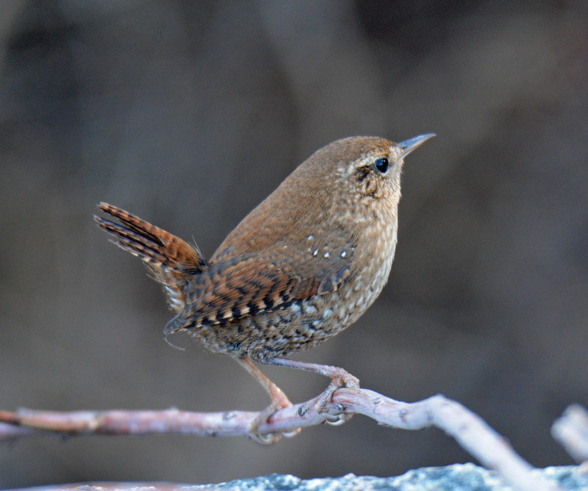 Winter Wren - ML645695190