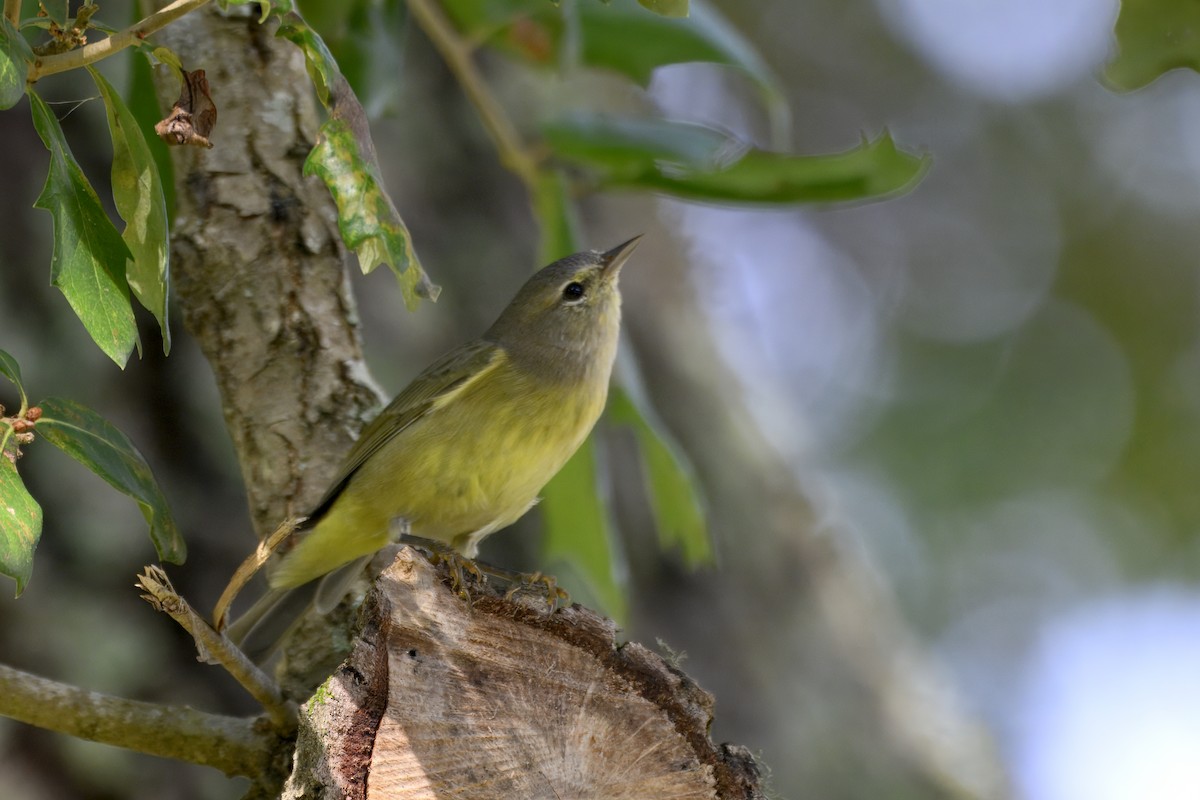 Orange-crowned Warbler - ML645695198