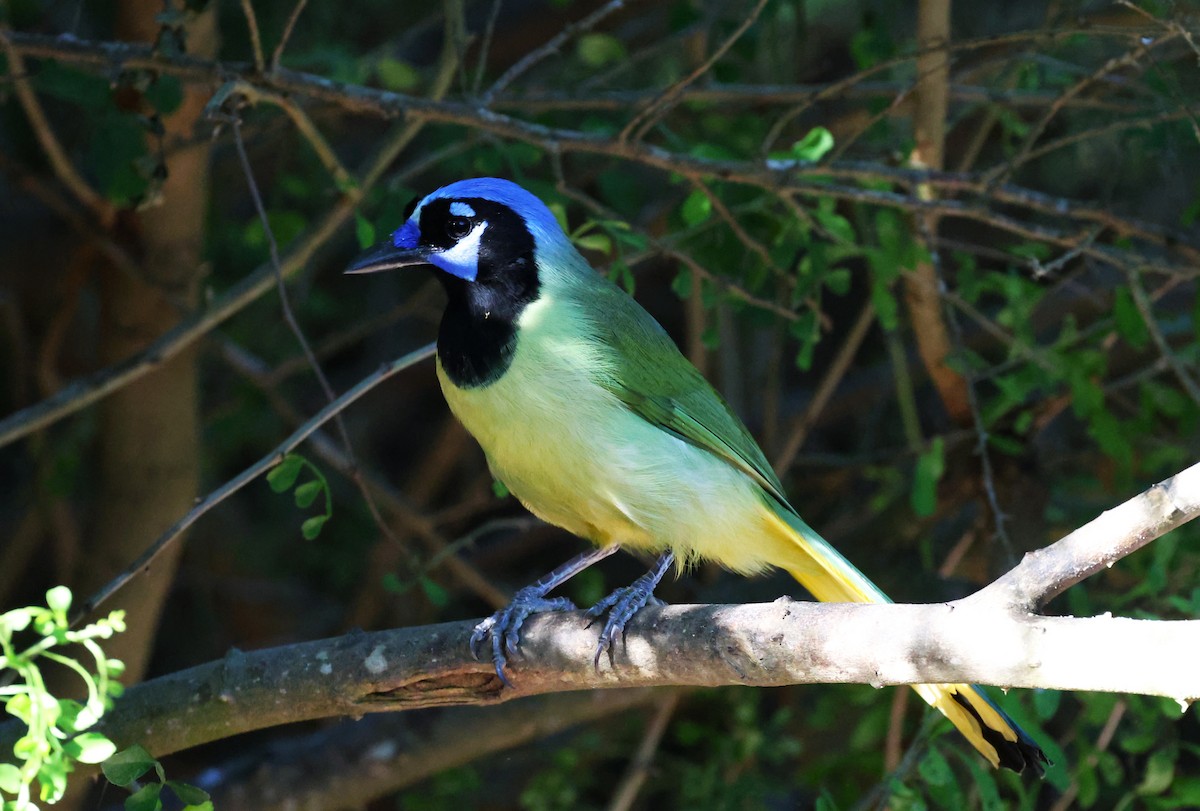 Yeşil Karga - ML645695201