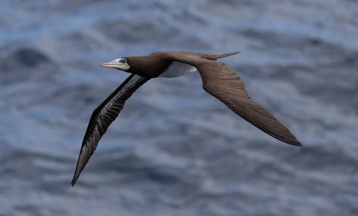 Cocos Booby - ML645695202