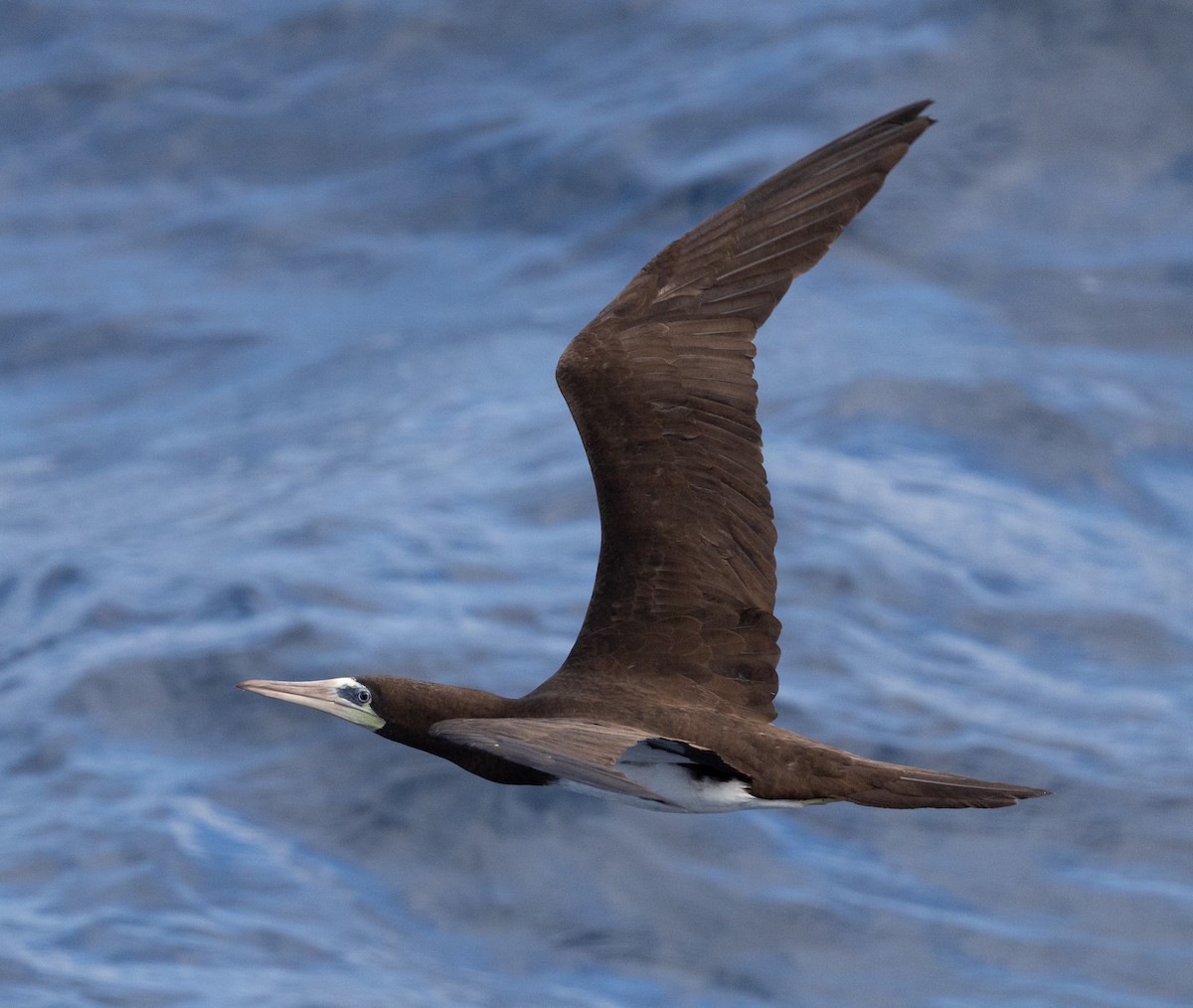 Cocos Booby - ML645695204