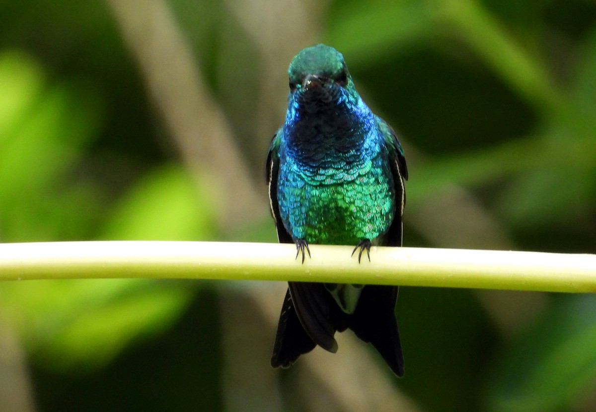 kolibřík zářivý - ML645695205