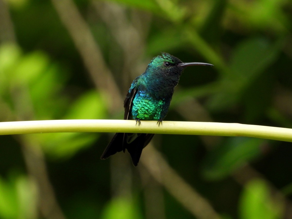 kolibřík zářivý - ML645695209