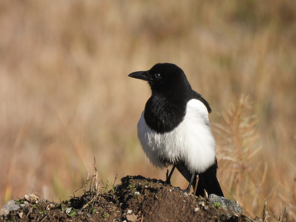 Black-billed Magpie - ML645695213