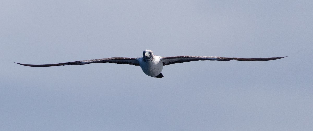 Masked Booby - ML645695214