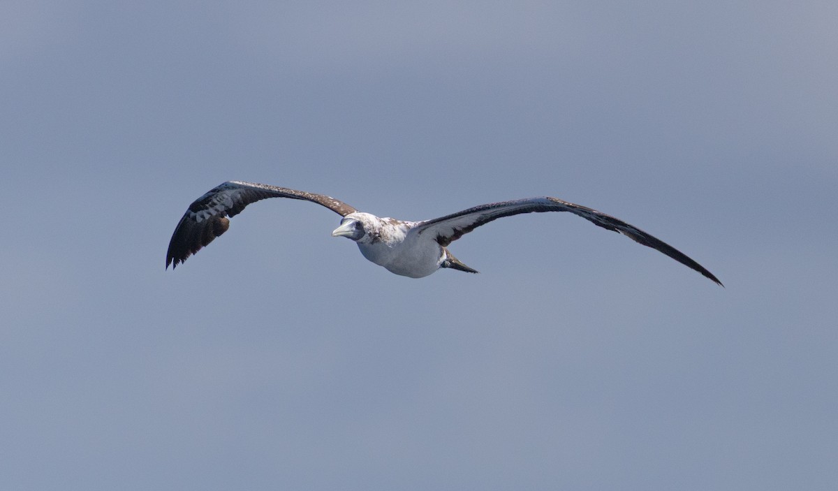 Masked Booby - ML645695215