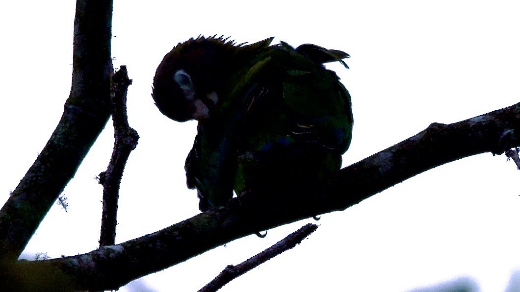 amazónek hnědohlavý - ML645695217