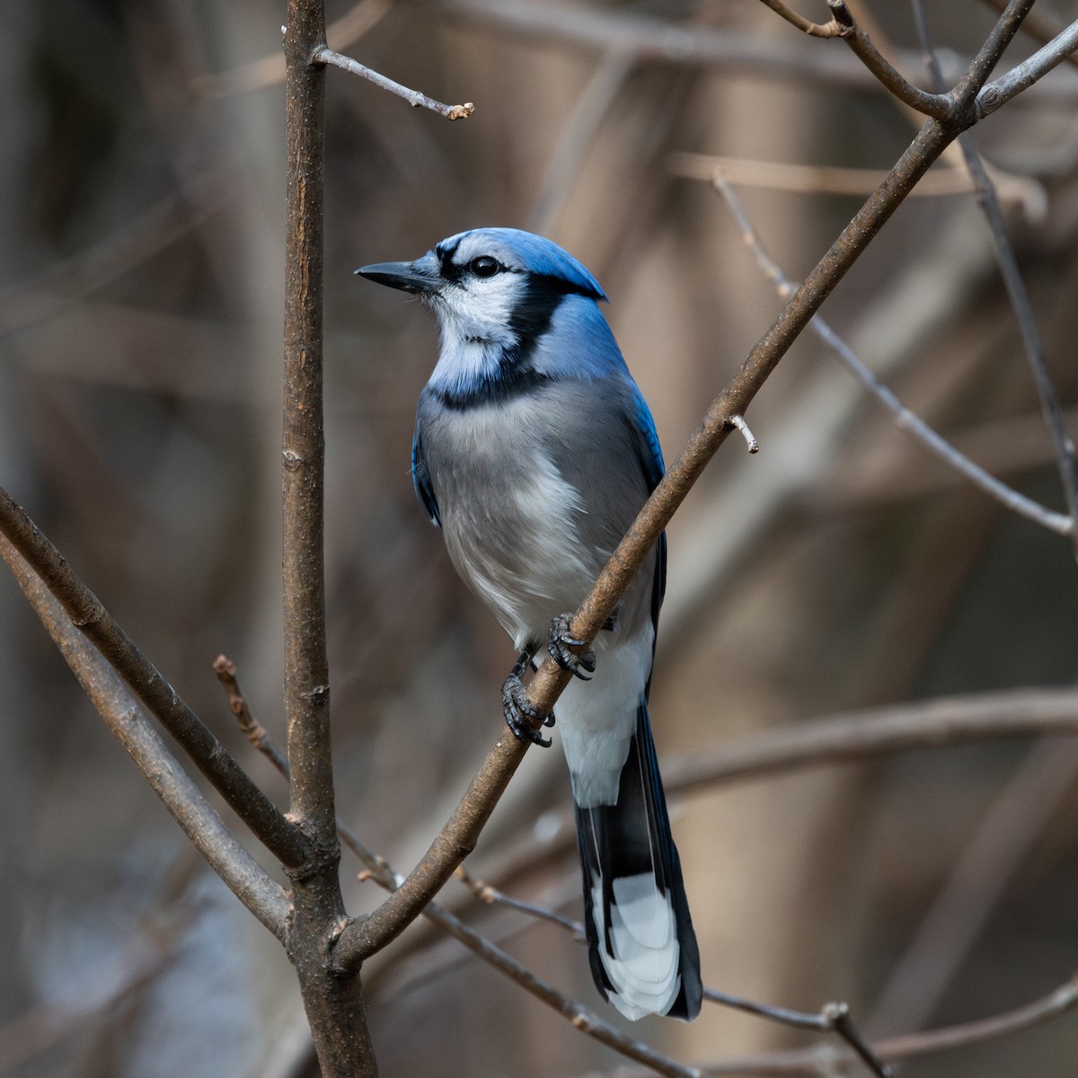 Blue Jay - ML645695218
