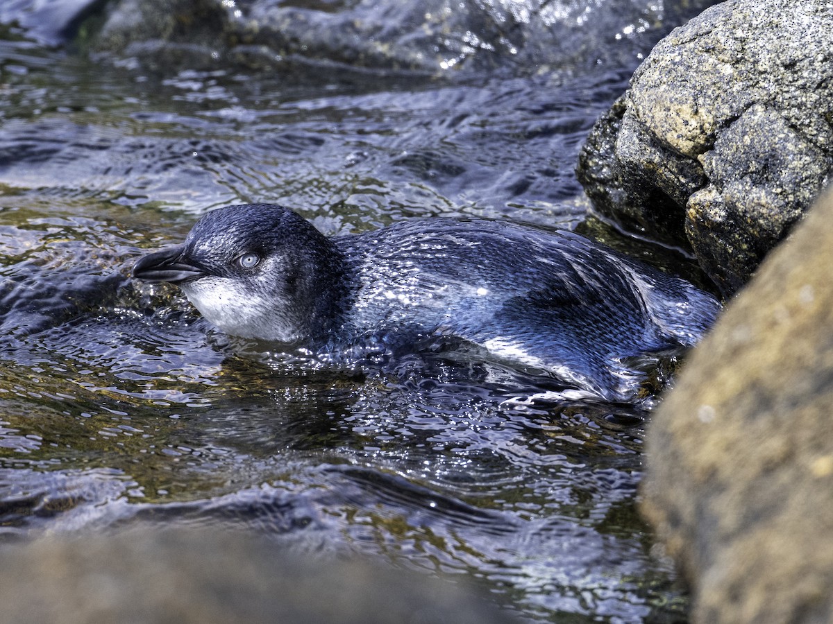 Little Penguin - ML645695222