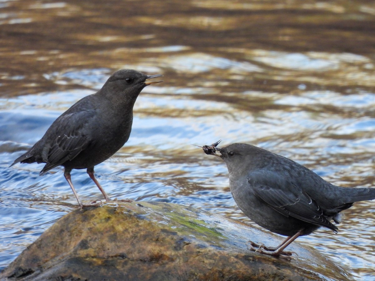 American Dipper - ML645695223