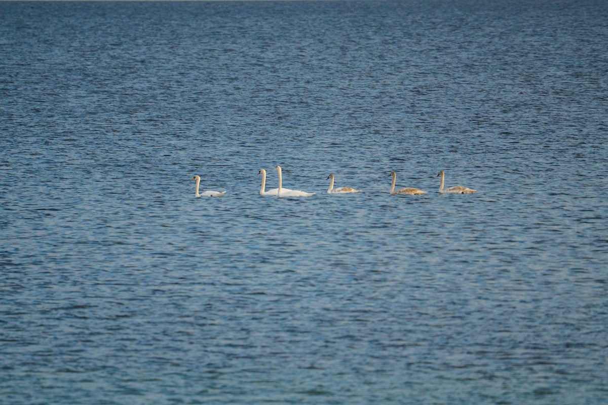 疣鼻天鵝 - ML645695224