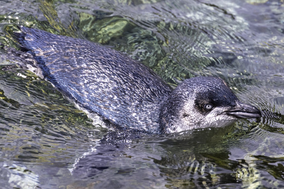 Little Penguin - ML645695225