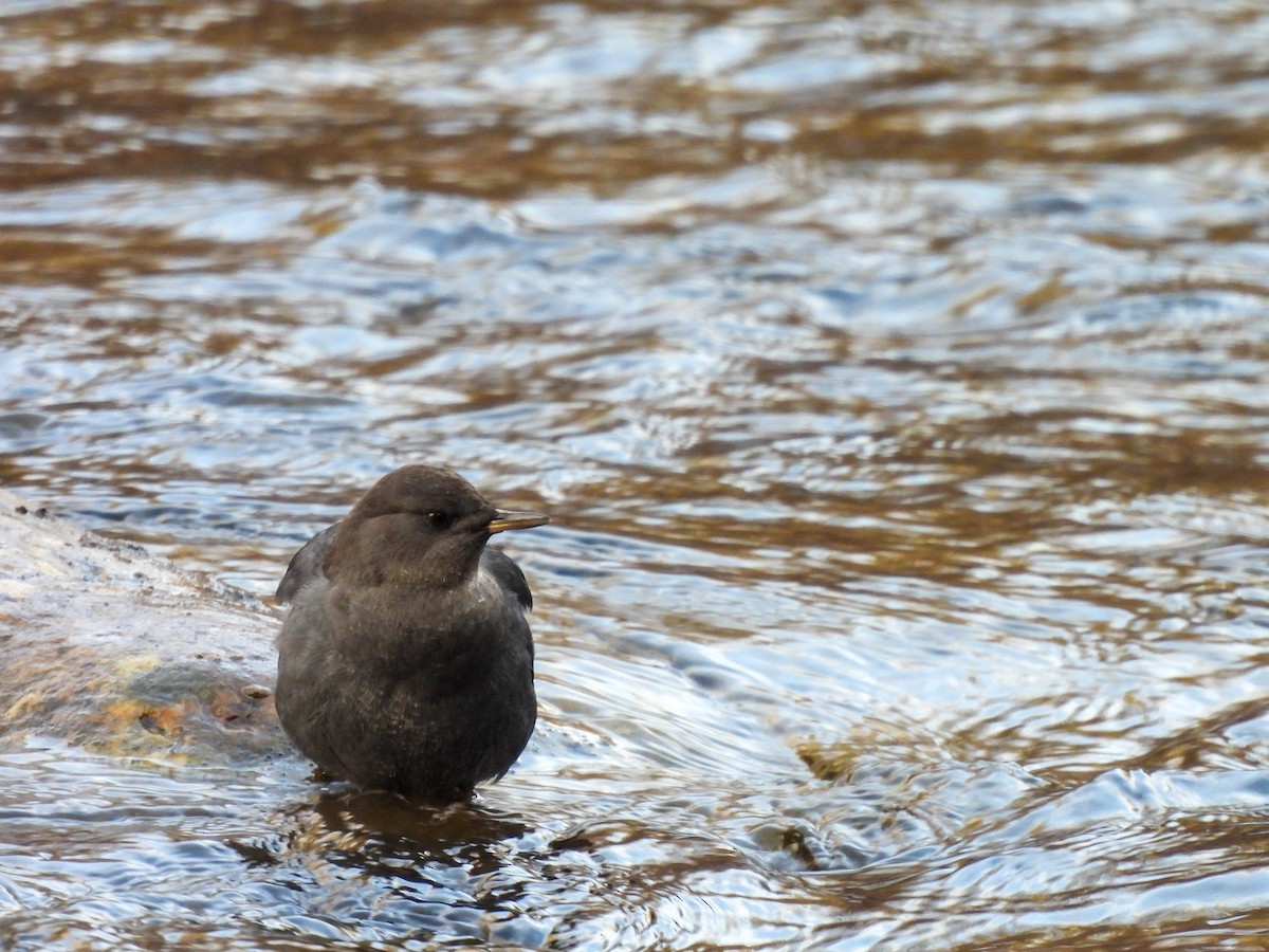 American Dipper - ML645695227