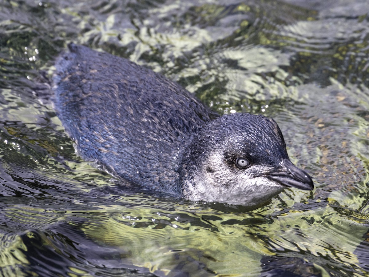 Little Penguin - ML645695229