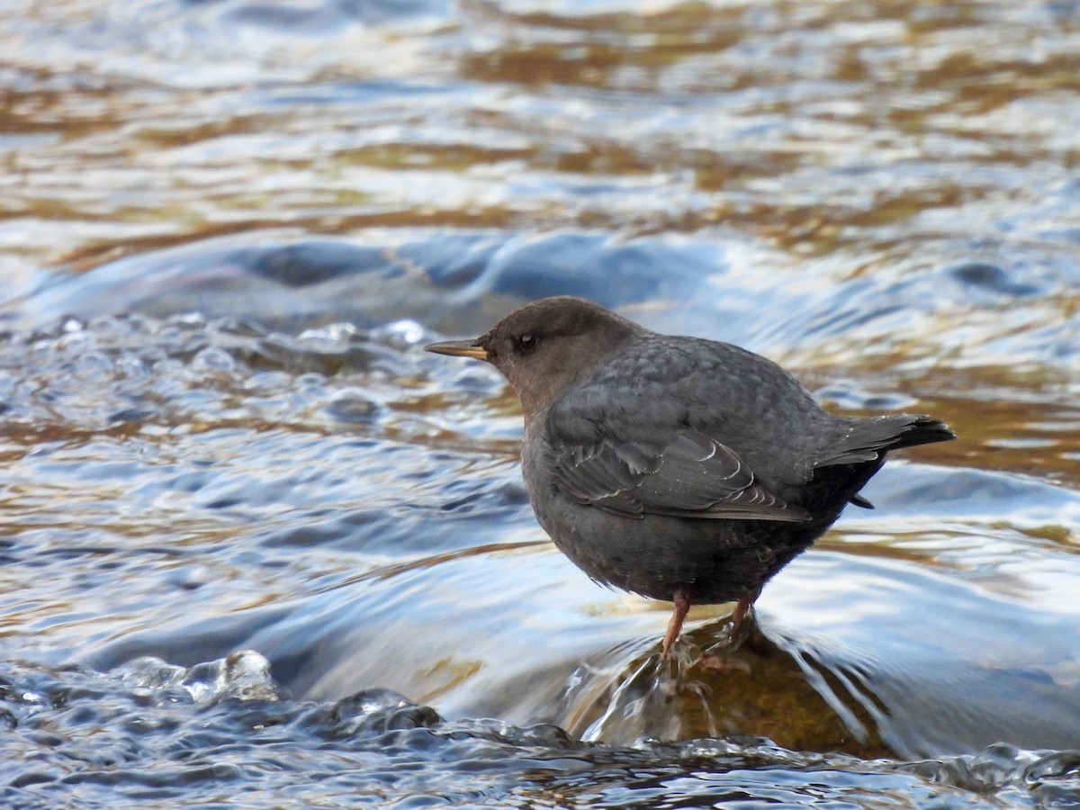 American Dipper - ML645695230