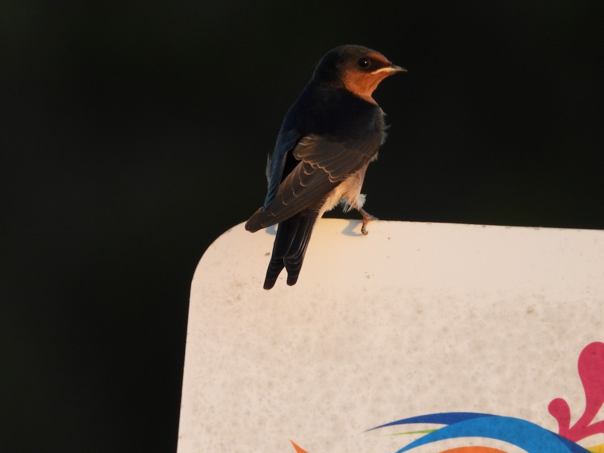 Welcome Swallow - ML645695231