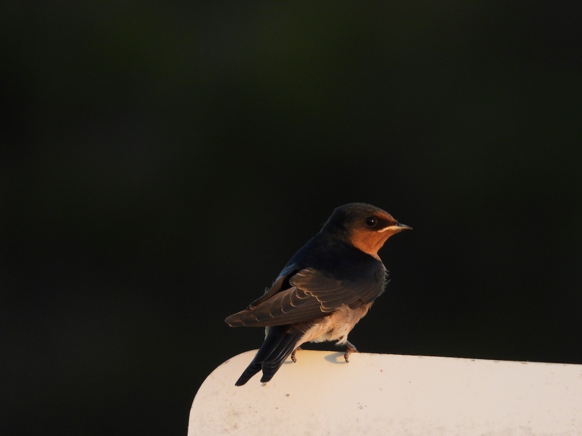 Welcome Swallow - ML645695232