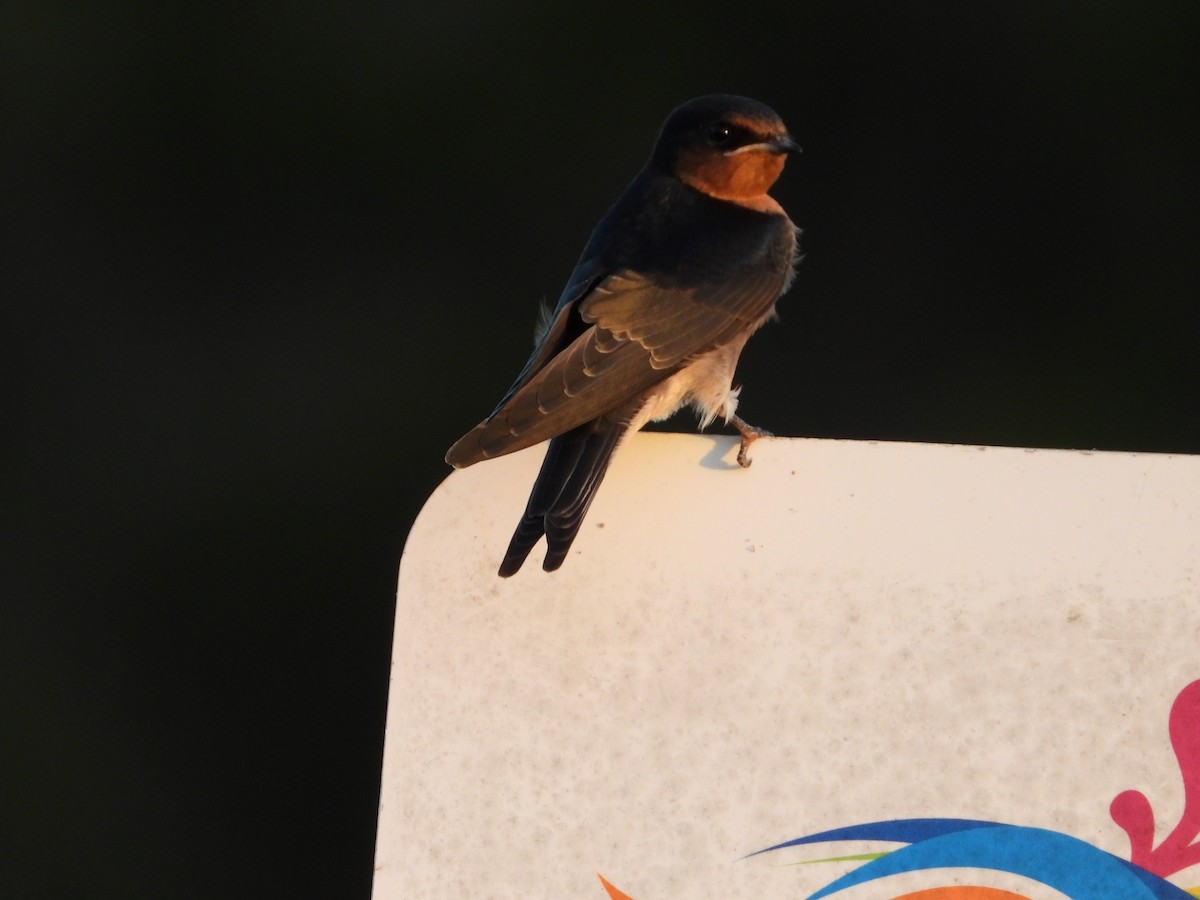 Welcome Swallow - ML645695233