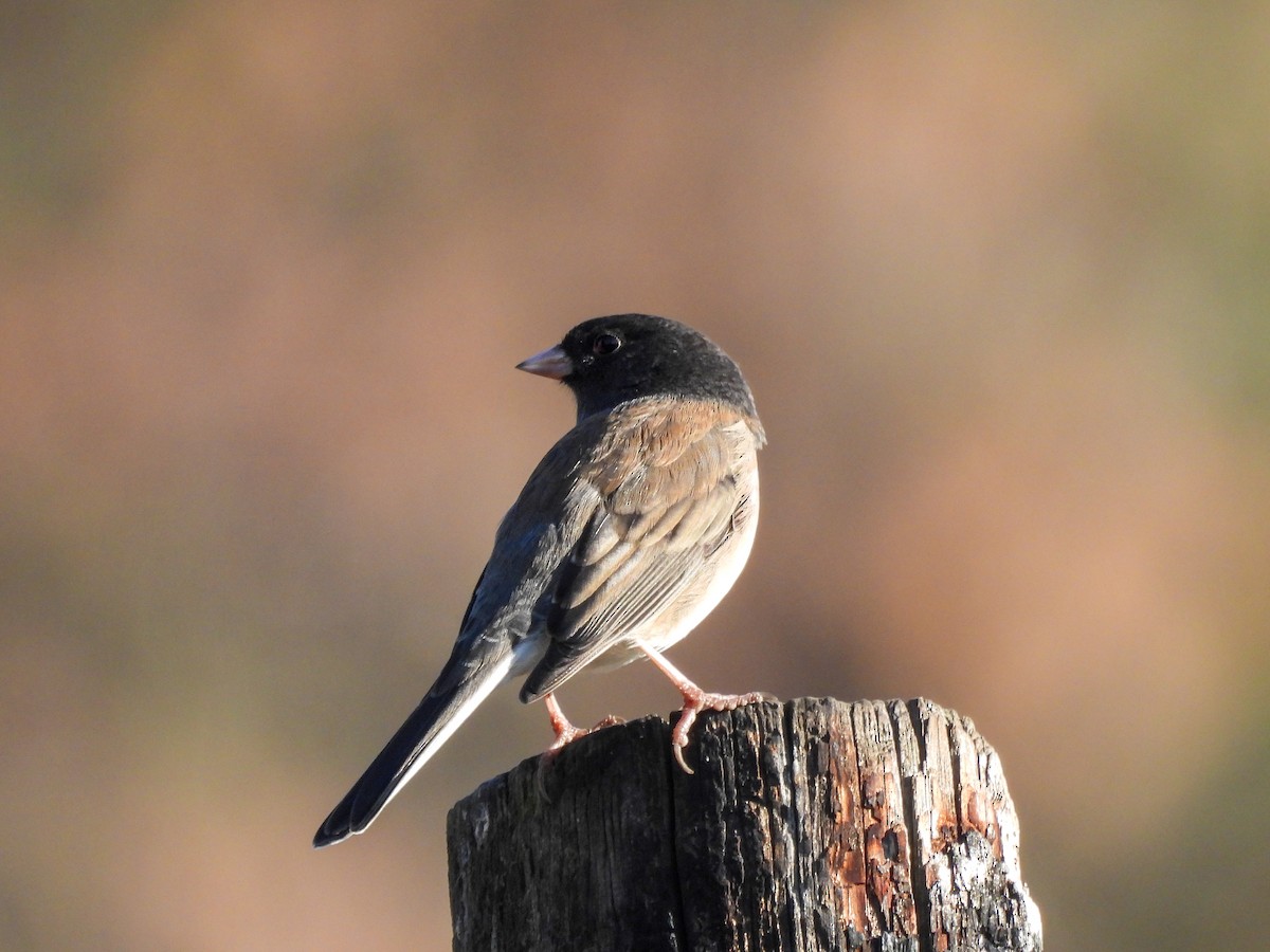Dark-eyed Junco - ML645695236
