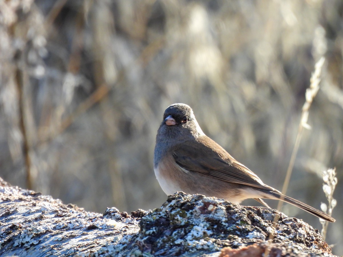 Dark-eyed Junco - ML645695237