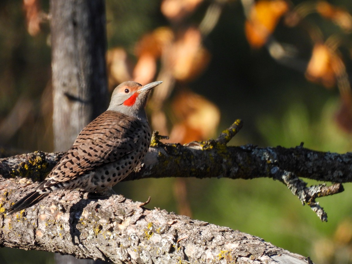 Northern Flicker - ML645695239