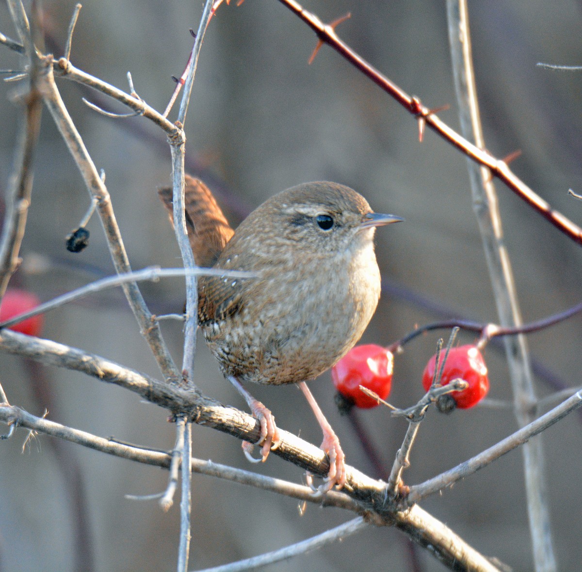 vintersmett - ML645695251