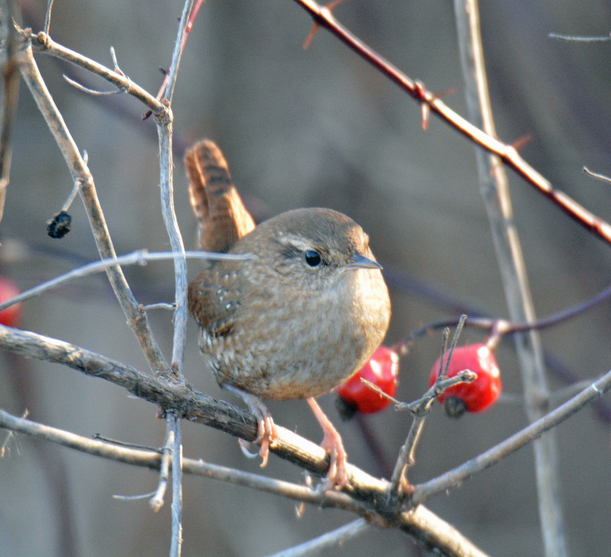 vintersmett - ML645695252