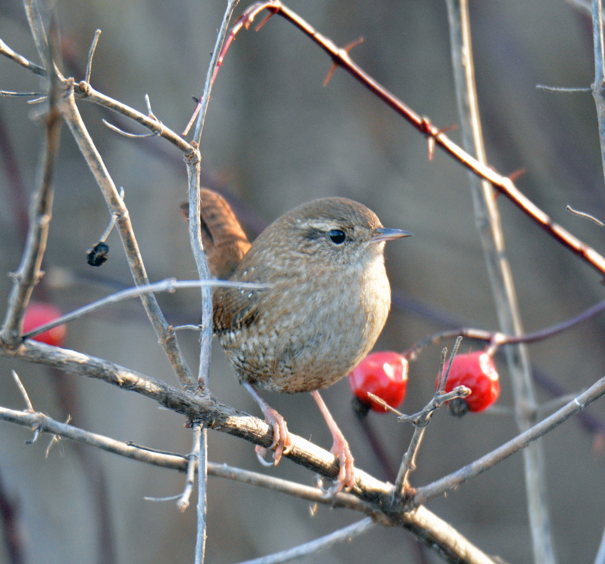 vintersmett - ML645695253