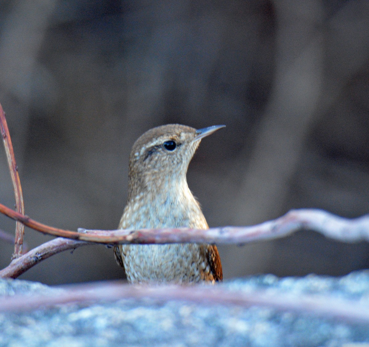 vintersmett - ML645695255