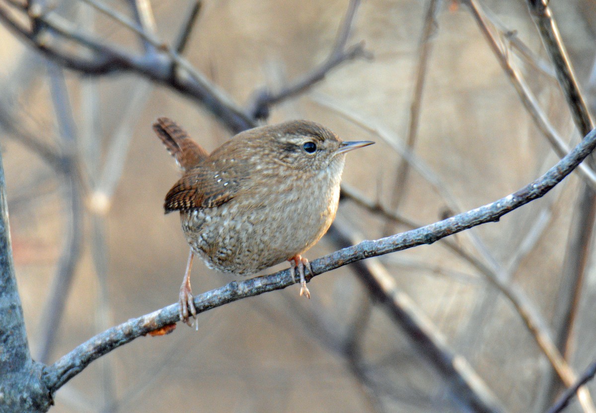 vintersmett - ML645695257