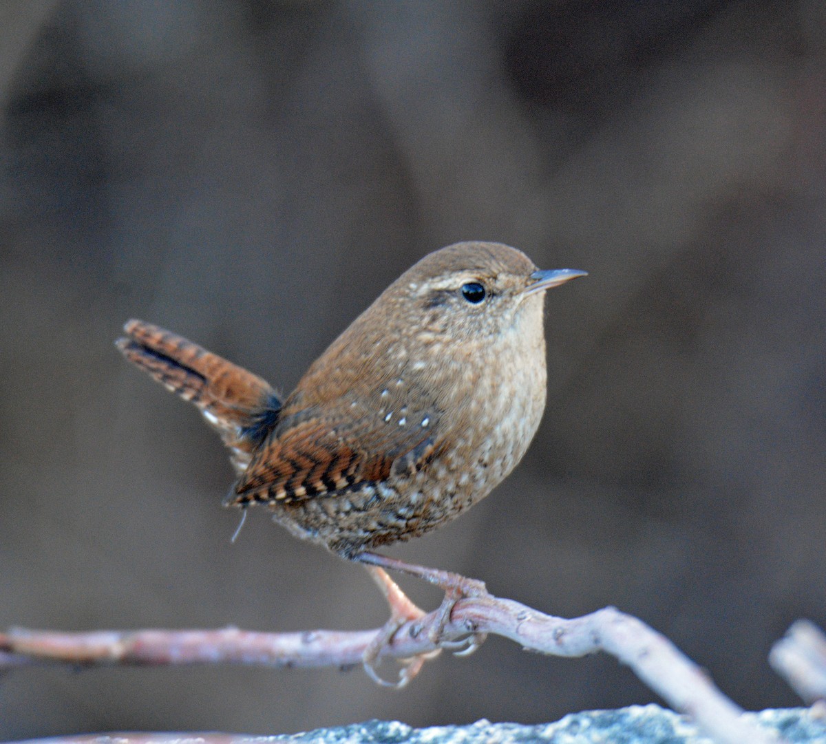 Winter Wren - ML645695258