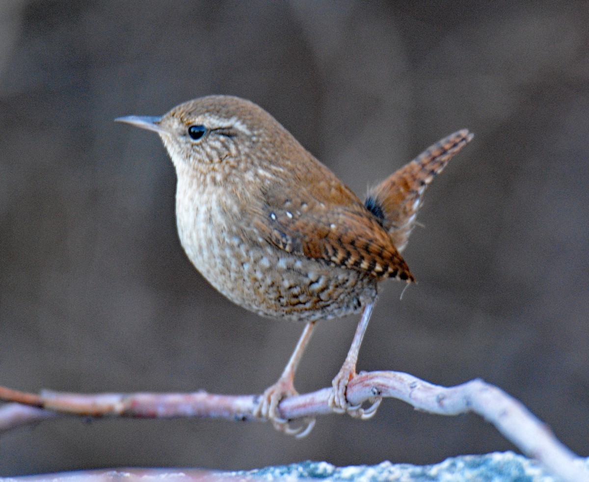 Winter Wren - ML645695259