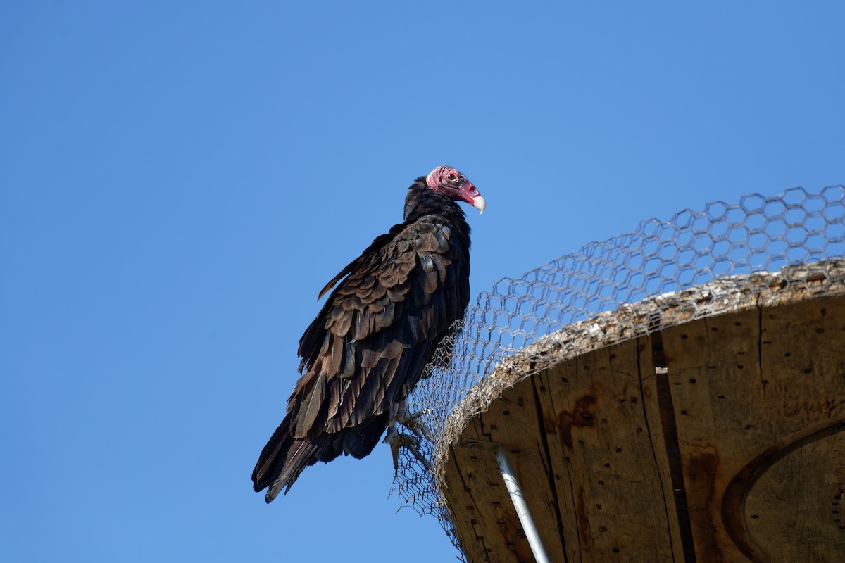 Turkey Vulture - ML645695260