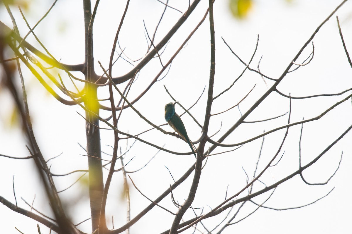 Blaubartspint - ML645695268