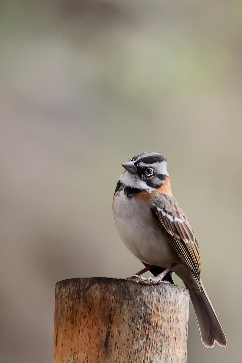 rustkragespurv - ML645695273