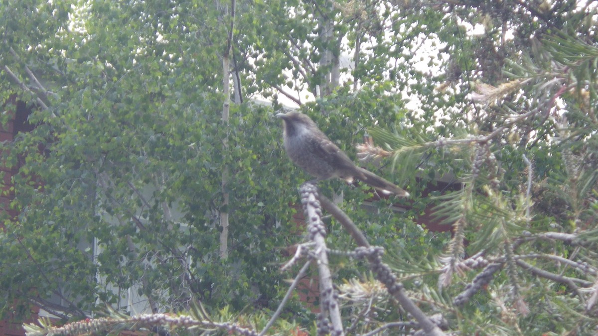 banksiahonningeter - ML645695274