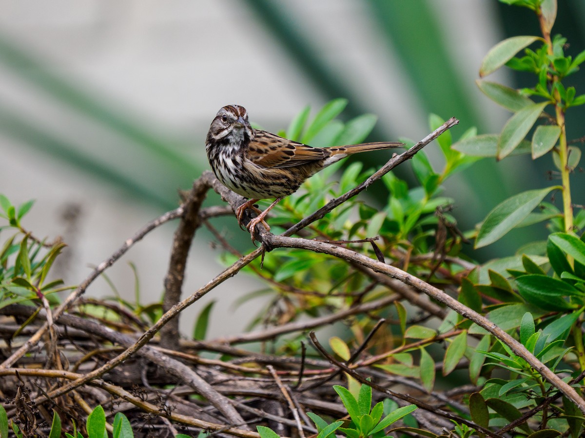 sangspurv - ML645695275