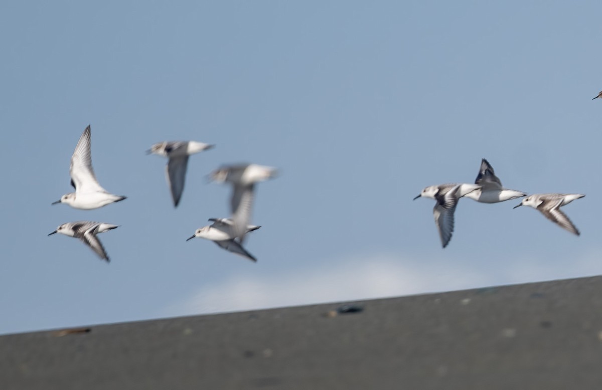 sandløper - ML645695276