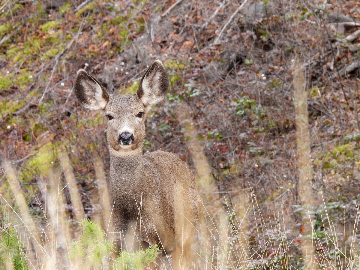 Mule Deer - ML645695277