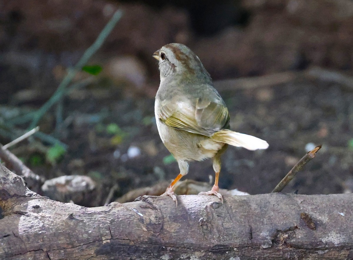 olivenspurv - ML645695278