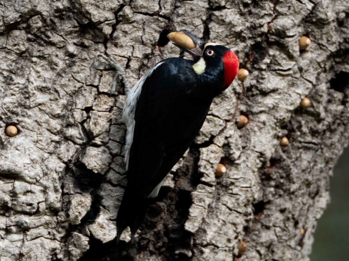 eikespett - ML645695280