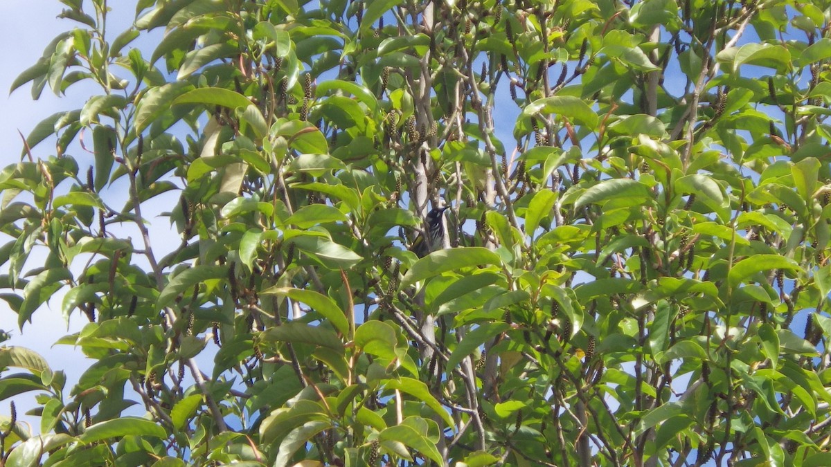 hvitøyehonningeter - ML645695282